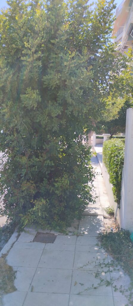 Πάτρα: Εστία κινδύνου με ακαθάριστα χόρτα στην οδό Φλέμινγκ ΦΩΤΟ