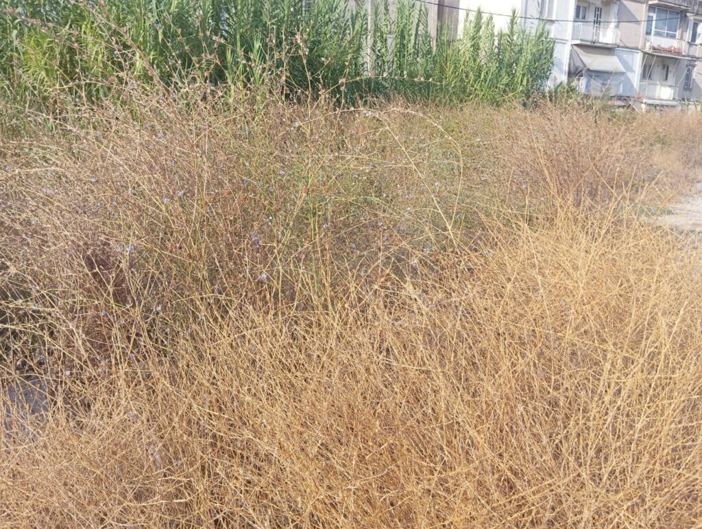 Ιτιές: Στο «στο «κόκκινο» η αντίδραση κατοίκων για ακαθάριστα οικόπεδα και εστίες κινδύνου ΦΩΤΟ