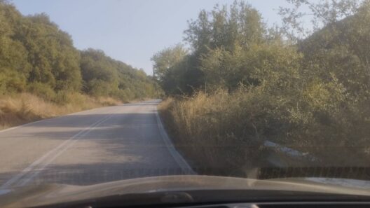 Ερύμανθος: «Καμπανάκι» για την Εθνική οδό «111» από χόρτα και κλαδιά ΦΩΤΟ 14 Ερύμανθος: «Καμπανάκι» για την Εθνική οδό «111» από χόρτα και κλαδιά ΦΩΤΟ