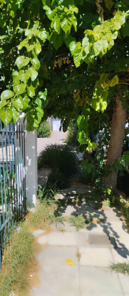 Πάτρα: Εστία κινδύνου με ακαθάριστα χόρτα στην οδό Φλέμινγκ ΦΩΤΟ 7 Πάτρα: Εστία κινδύνου με ακαθάριστα χόρτα στην οδό Φλέμινγκ ΦΩΤΟ