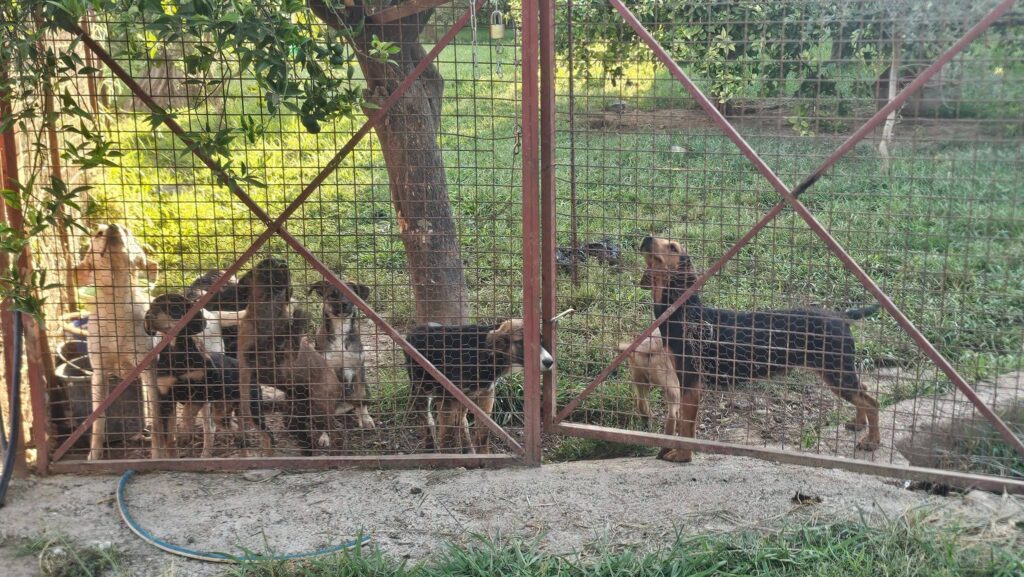 Στο «Dog Festival 2026» ο Δήμος Αιγιαλείας με αδέσποτα ΦΩΤΟ