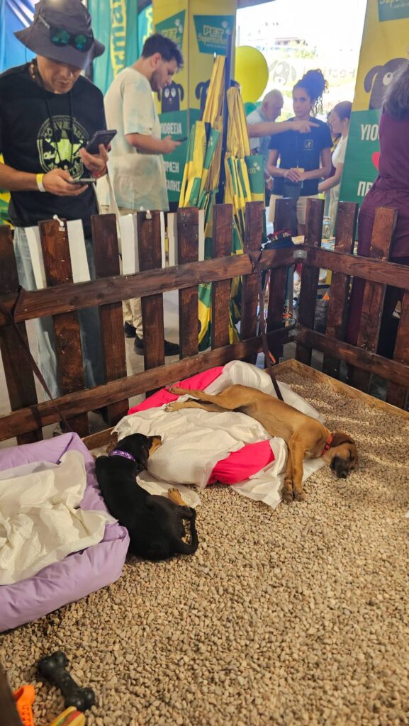 Στο «Dog Festival 2026» ο Δήμος Αιγιαλείας με αδέσποτα ΦΩΤΟ