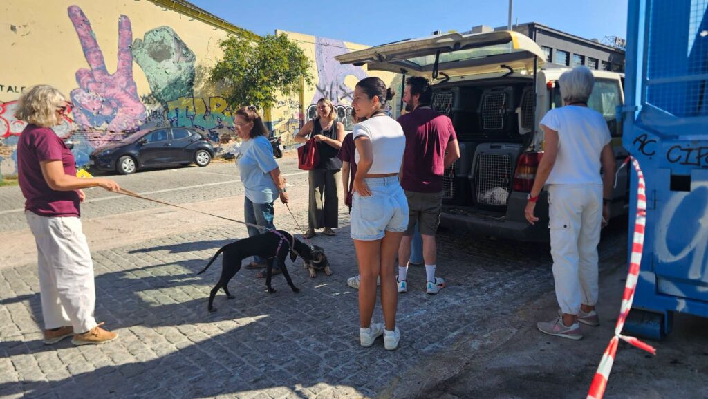Στο «Dog Festival 2026» ο Δήμος Αιγιαλείας με αδέσποτα ΦΩΤΟ