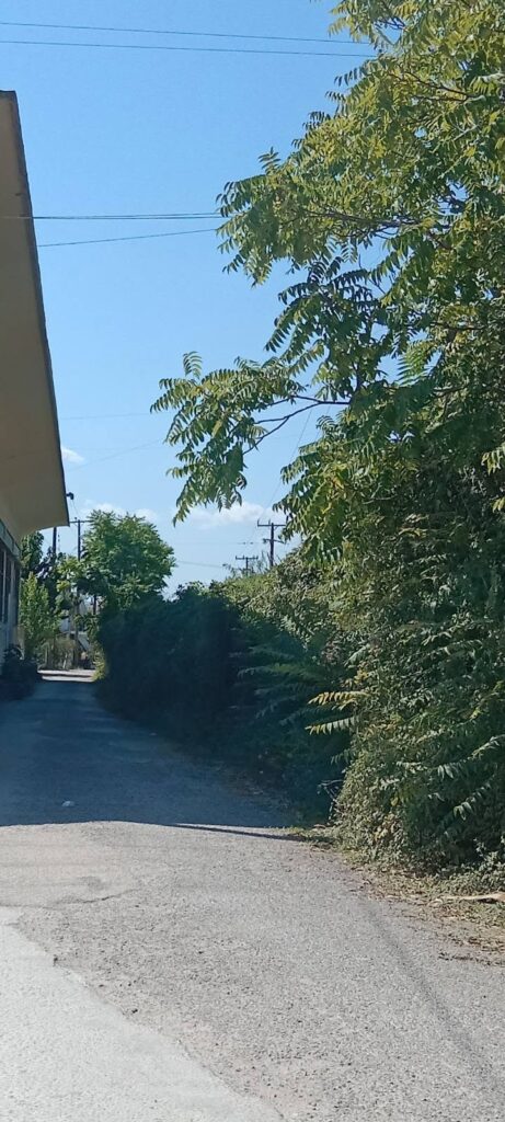 Πάτρα: «Τροπική ζούγκλα» με αγριόχορτα και κλαδιά σε δημόσιο χώρο ΒΙΝΤΕΟ-ΦΩΤΟ