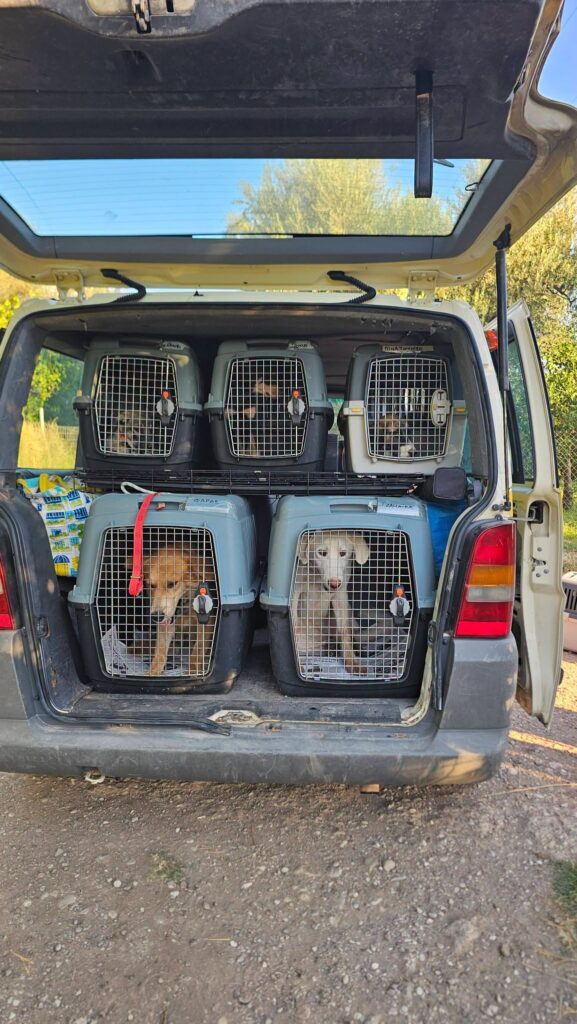 Στο «Dog Festival 2026» ο Δήμος Αιγιαλείας με αδέσποτα ΦΩΤΟ