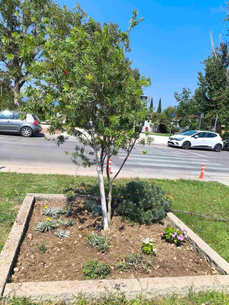 Ρίο: Εργασίες καθαριότητας και καλλωπισμού στην Πανεπιστημιούπολη ΦΩΤΟ 6 Ρίο: Εργασίες καθαριότητας και καλλωπισμού στην Πανεπιστημιούπολη ΦΩΤΟ
