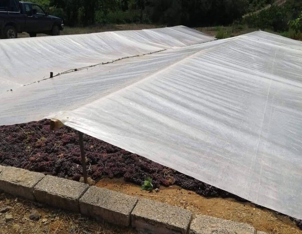 Αιγιάλεια: Στα αλώνια η «Βασίλισσα της Βοστίτσας» με λιακάδα για το «Μελανούρι» ΦΩΤΟ