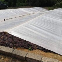 Αιγιάλεια: Στα αλώνια η «Βασίλισσα της Βοστίτσας» με λιακάδα για το «Μελανούρι» ΦΩΤΟ 1 Αιγιάλεια: Στα αλώνια η «Βασίλισσα της Βοστίτσας» με λιακάδα για το «Μελανούρι» ΦΩΤΟ