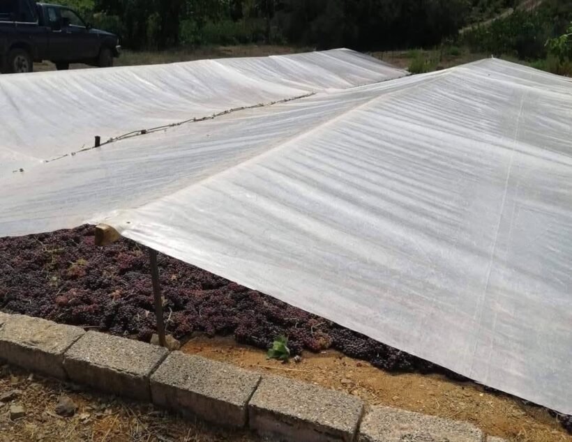 Αιγιάλεια: Στα αλώνια η «Βασίλισσα της Βοστίτσας» με λιακάδα για το «Μελανούρι» ΦΩΤΟ