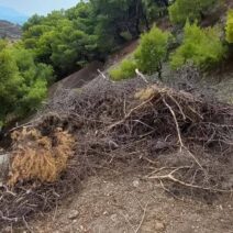 Καλλιθέα: Ξερά κλαδιά «βόμβα» δίπλα σε δάσος με τρίμηνη καθυστέρηση στην αποκομιδή τους ΦΩΤΟ 3 Καλλιθέα: Ξερά κλαδιά «βόμβα» δίπλα σε δάσος με τρίμηνη καθυστέρηση στην αποκομιδή τους ΦΩΤΟ