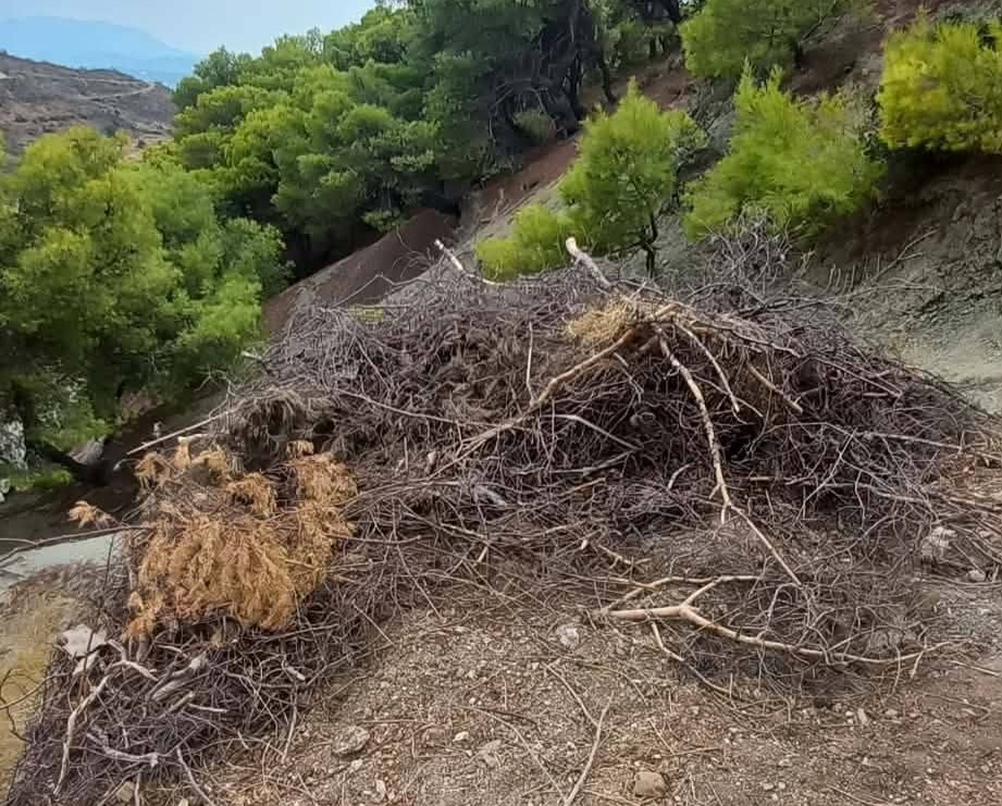 Καλλιθέα: Ξερά κλαδιά «βόμβα» δίπλα σε δάσος με τρίμηνη καθυστέρηση στην αποκομιδή τους ΦΩΤΟ