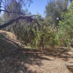 Πάτρα: Επικίνδυνη η βόλτα στον πνεύμονα πρασίνου του Δασυλλίου ΦΩΤΟ