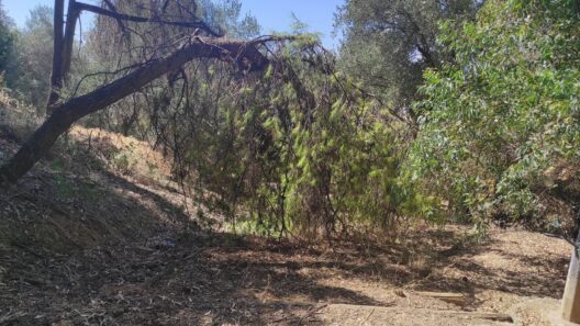 Φωτογραφία από Πάτρα, όπου η βόλτα στο Δασύλλιο θεωρείται επικίνδυ…