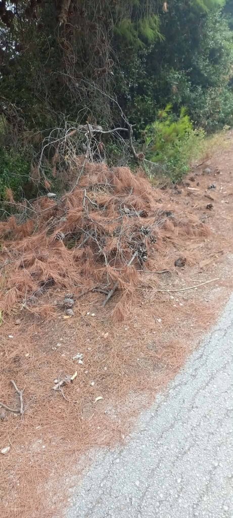 Καλλιθέα: Ξερά κλαδιά «βόμβα» δίπλα σε δάσος με τρίμηνη καθυστέρηση στην αποκομιδή τους ΦΩΤΟ