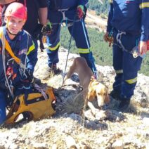Πάτρα: Επιχείρηση της 6ης ΕΜΑΚ για διάσωση σκύλου στο όρος Γκούρα ΦΩΤΟ