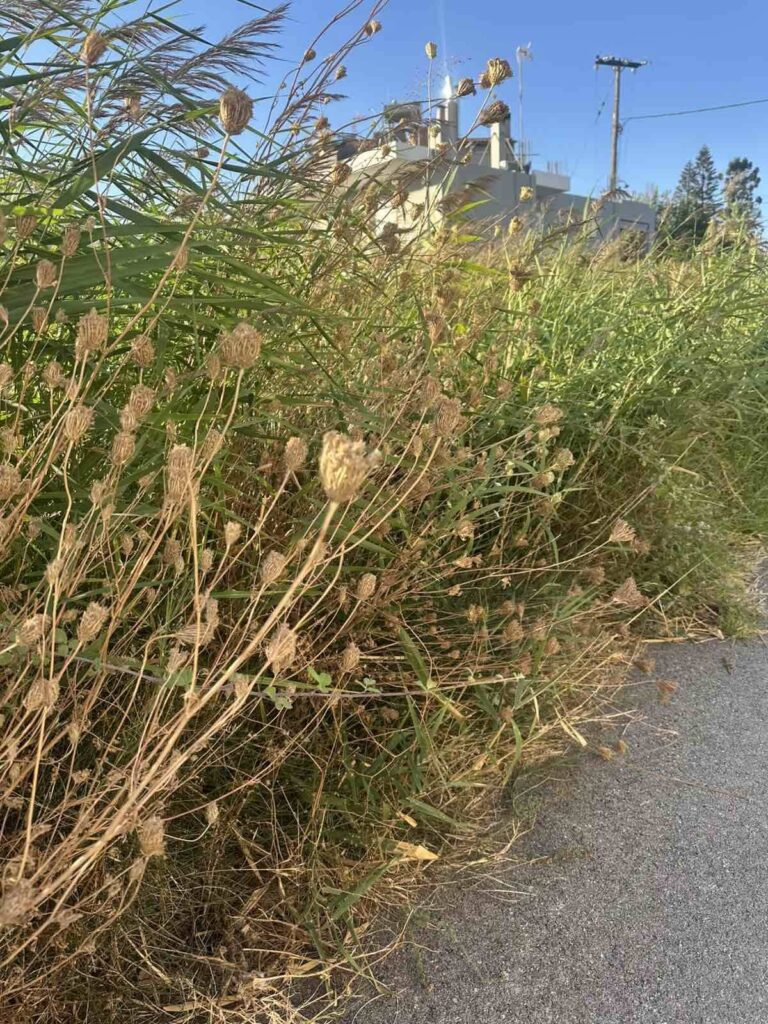 Ρίο: Ακαθάριστο οικόπεδο-«βόμβα» στην καρδιά της περιοχής ΦΩΤΟ
