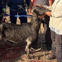Δυτική Αχαΐα: Σωτήρια επέμβαση της 6ης ΕΜΑΚ για απελευθέρωση κατσίκας από πηγάδι ΦΩΤΟ