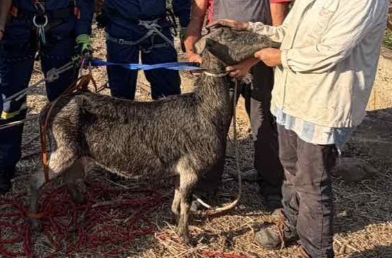 Δυτική Αχαΐα: Σωτήρια επέμβαση της 6ης ΕΜΑΚ για απελευθέρωση κατσίκας από πηγάδι ΦΩΤΟ