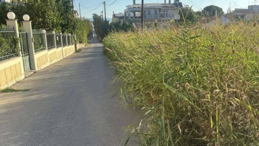 Ρίο: Ακαθάριστο οικόπεδο-«βόμβα» στην καρδιά της περιοχής ΦΩΤΟ 15 Ρίο: Ακαθάριστο οικόπεδο-«βόμβα» στην καρδιά της περιοχής ΦΩΤΟ