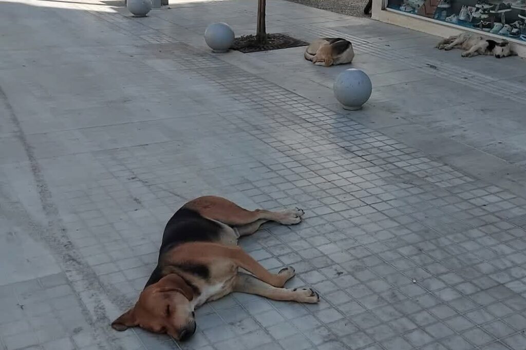 Φωτογραφία από το Αίγιο που απεικονίζει το πρόβλημα των αδέσποτων …