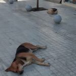 Αίγιο: Οξύ το πρόβλημα των αδέσποτων στην κοινή θέα της Ανάπλασης ΦΩΤΟ