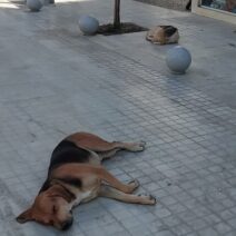 Αίγιο: Οξύ το πρόβλημα των αδέσποτων σε κοινή θέα σε σημεία της Ανάπλασης ΦΩΤΟ 1 Φωτογραφία από το Αίγιο που απεικονίζει το πρόβλημα των αδέσποτων …
