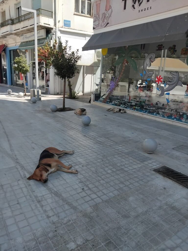 Αίγιο: Οξύ το πρόβλημα των αδέσποτων στην κοινή θέα της Ανάπλασης ΦΩΤΟ 5 Αίγιο: Οξύ το πρόβλημα των αδέσποτων στην κοινή θέα της Ανάπλασης ΦΩΤΟ