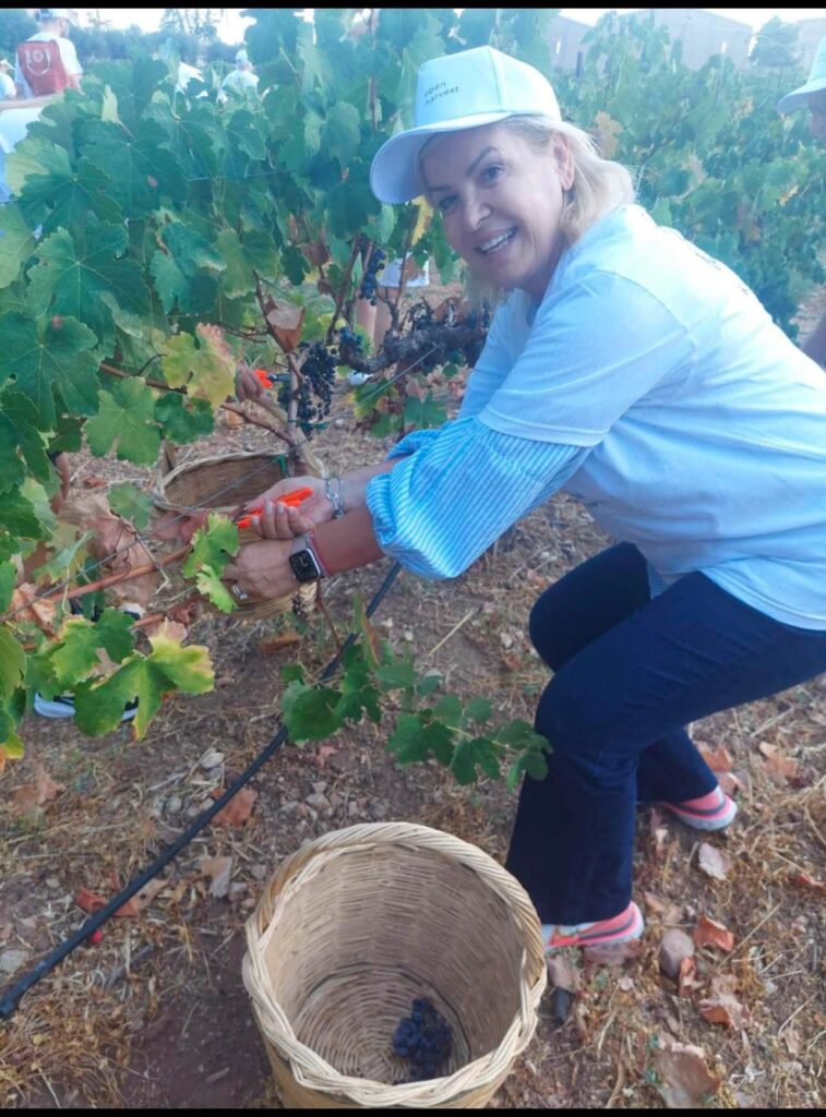 Πάτρα: «Αναστήθηκε» από τις στάχτες της η Achaia Clauss – Πολιτικοί και πολίτες τρύγησαν μετά την πυρκαγιά ΦΩΤΟ