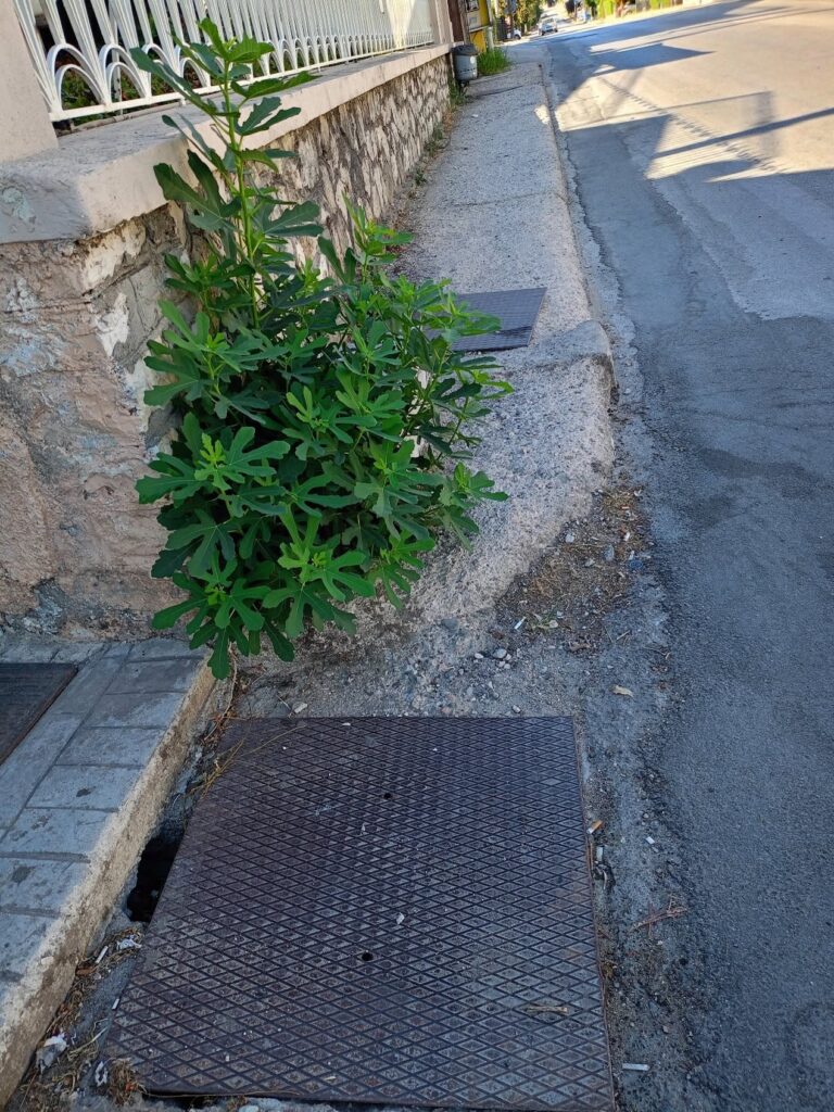 Μποζαΐτικα: «Τρισάθλιο και επικίνδυνο» πεζοδρόμιο για μαθητές και φοιτητές - Ηχηρή παρέμβαση των Οικολόγων ΦΩΤΟ 6 Μποζαΐτικα: «Τρισάθλιο και επικίνδυνο» πεζοδρόμιο για μαθητές και φοιτητές - Ηχηρή παρέμβαση των Οικολόγων ΦΩΤΟ