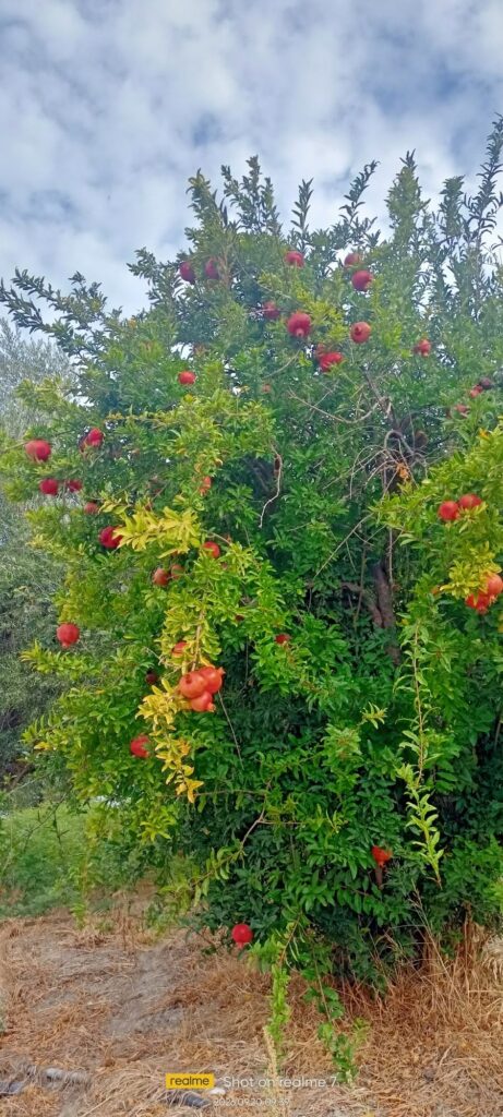 Η πρώτη βόλτα της χρονιάς από τους «Πεζοπόρους της Πάτρας» ΦΩΤΟ