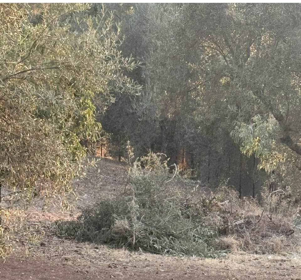Ίσωμα: Δημοτικό σχολείο σε χόρτα και εστίες κινδύνου στην αυλή του ΦΩΤΟ 5 Ίσωμα: Δημοτικό σχολείο σε χόρτα και εστίες κινδύνου στην αυλή του ΦΩΤΟ