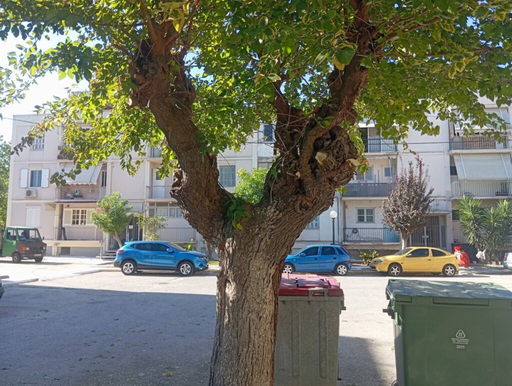 Ιτεών: Αντιδράσεις για εργασίες καθαρισμού και κούρεμα πρασίνου με ιδιώτη ΦΩΤΟ