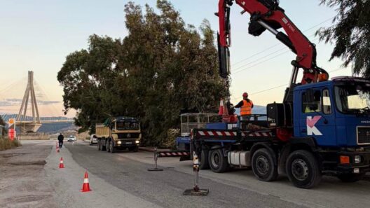 Ρίο: Απομακρύνθηκαν επικίνδυνα δέντρα για την κυκλοφορία των οχημάτων ΦΩΤΟ