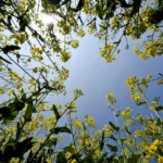 Aχαΐα: Λιακάδα και υψηλές θερμοκρασίες σήμερα