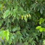 Αίγιο: Βόλτα σε πεζοδρόμια «ζούγκλα» με την καθαριότητα να επαφίεται στους κατοίκους ΒΙΝΤΕΟ-ΦΩΤΟ