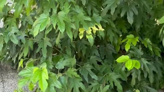 Αίγιο: Βόλτα σε πεζοδρόμια «ζούγκλα» με την καθαριότητα να επαφίεται στους κατοίκους ΒΙΝΤΕΟ-ΦΩΤΟ 13 Αίγιο: Βόλτα σε πεζοδρόμια «ζούγκλα» με την καθαριότητα να επαφίεται στους κατοίκους ΒΙΝΤΕΟ-ΦΩΤΟ