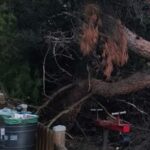 Καλαμαριά: Δέντρο έπεσε σε πάρκο και τραυμάτισε μητέρα με βρέφος ΒΙΝΤΕΟ