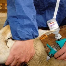Αχαΐα: Υποχρεωτικό μέτρο για την ευλογιά των αιγοπροβάτων ανακοίνωσε το υπουργείο 1 Αχαΐα: Υποχρεωτικό μέτρο για την ευλογιά των αιγοπροβάτων ανακοίνωσε το υπουργείο