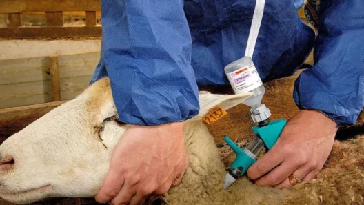 Άτομο εμβολιάζει ένα πρόβατο με ειδική συσκευή.