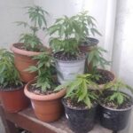 Ηλεία: Καλλιεργούσε χασίς στις γλάστρες του σπιτιού του