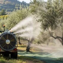 Αχαϊα: Ξεκινά ο τελευταίος δολωματικός ψεκασμός δακοκτονίας σε Πάτρα και Αιγιάλεια