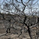 Αχαΐα: Κοντά στις 5.000 οι αιτήσεις για αποζημίωσης μετά τις πυρκαγιές - Σε Πάτρα, Αιγιάλεια, Αχαγιά ΦΩΤΟ