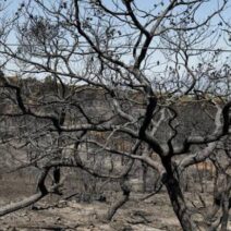 Αχαΐα: Κοντά στις 5.000 οι αιτήσεις για αποζημίωσης μετά τις πυρκαγιές - Σε Πάτρα, Αιγιάλεια, Αχαγιά ΦΩΤΟ
