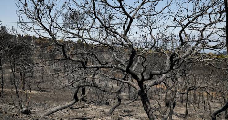 Αχαΐα: Κοντά στις 5.000 οι αιτήσεις για αποζημίωσης μετά τις πυρκαγιές - Σε Πάτρα, Αιγιάλεια, Αχαγιά ΦΩΤΟ