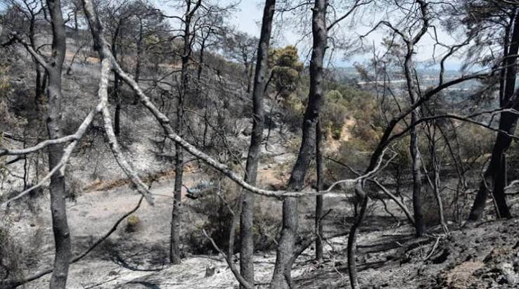 Αχαΐα: Κοντά στις 5.000 οι αιτήσεις για αποζημίωσης μετά τις πυρκαγιές - Σε Πάτρα, Αιγιάλεια, Αχαγιά ΦΩΤΟ 6 Αχαΐα: Κοντά στις 5.000 οι αιτήσεις για αποζημίωσης μετά τις πυρκαγιές - Σε Πάτρα, Αιγιάλεια, Αχαγιά ΦΩΤΟ