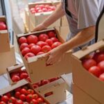 Ισπανία: Αγρότες καταγγέλλουν ανεξέλεγκτες εισαγωγές μαροκινής ντομάτας