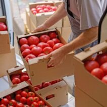 Ισπανία: Αγρότες καταγγέλλουν ανεξέλεγκτες εισαγωγές μαροκινής ντομάτας