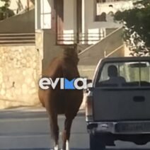 Εύβοια: Οδηγός έσερνε με αγροτικό τραυματισμένο άλογο 2 Εύβοια: Οδηγός έσερνε με αγροτικό τραυματισμένο άλογο
