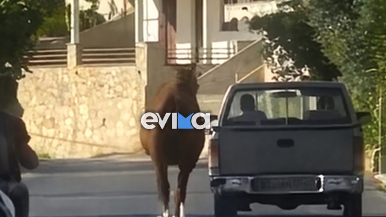 Εύβοια: Οδηγός έσερνε με αγροτικό τραυματισμένο άλογο