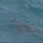 Αυστραλία: Καρχαρίας κατασπάραξε κολυμβητή